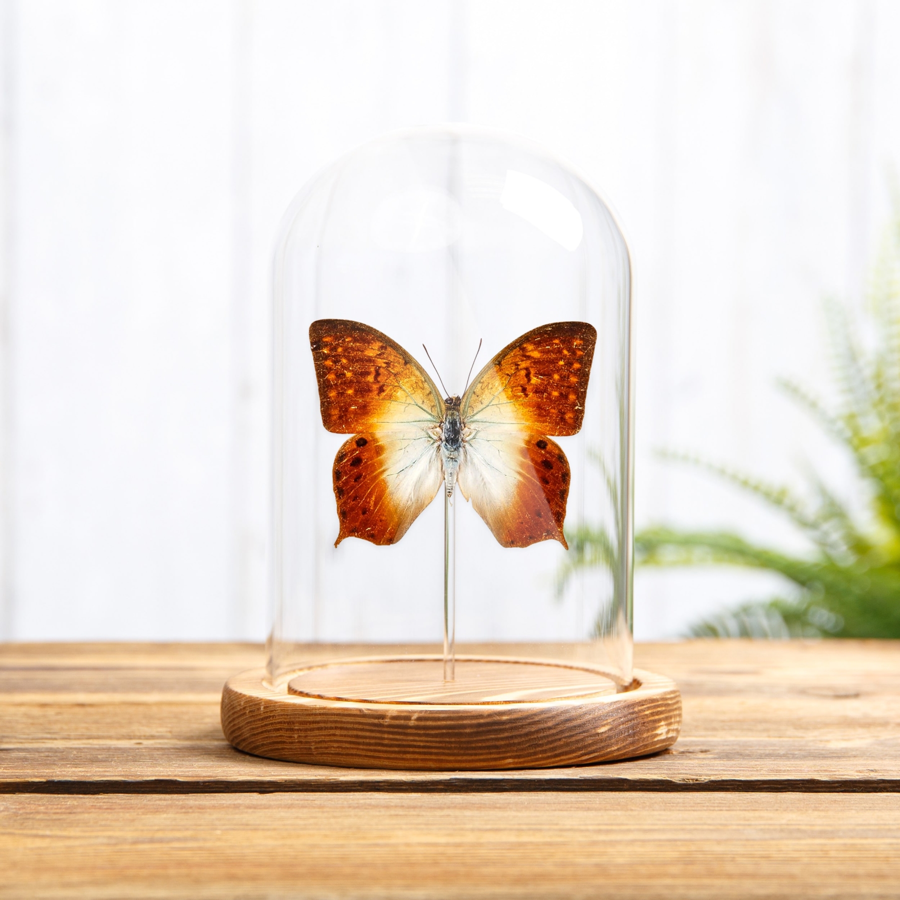 Forest Pearl Charaxes In Glass Dome (Charaxes fulvescens)