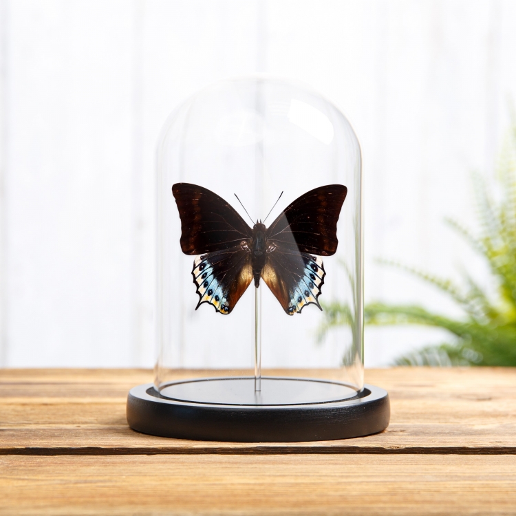 Charaxes eurialus In Glass Dome From indonesia