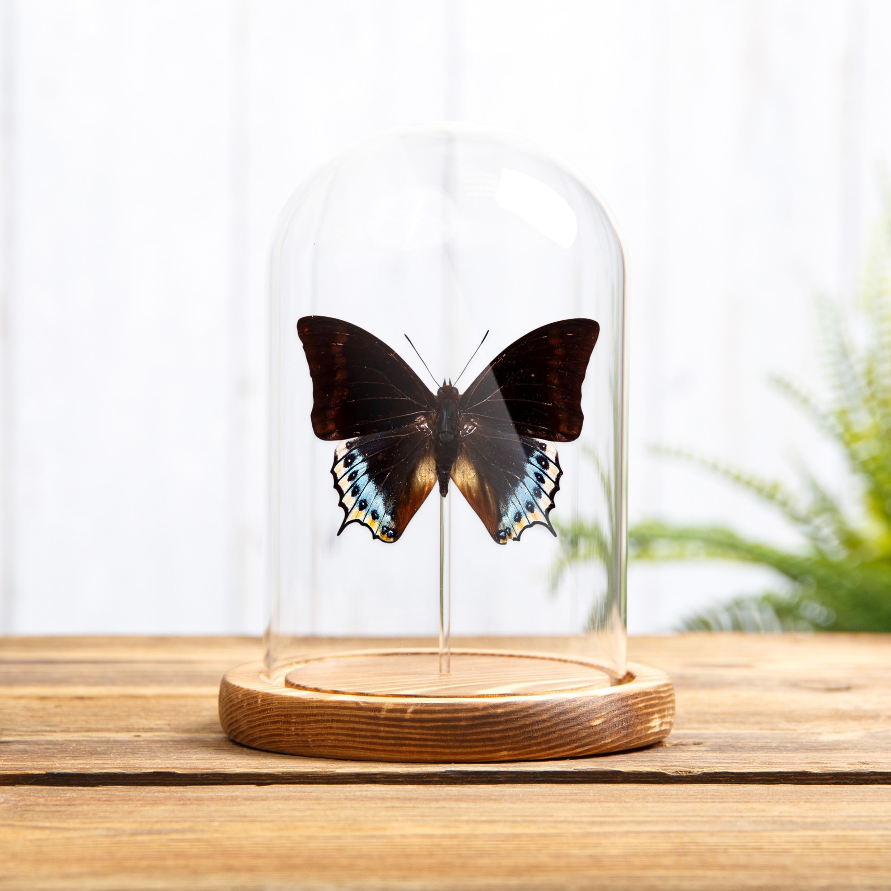 Charaxes eurialus In Glass Dome From indonesia Charaxes eurialus In Glass Dome From indonesia