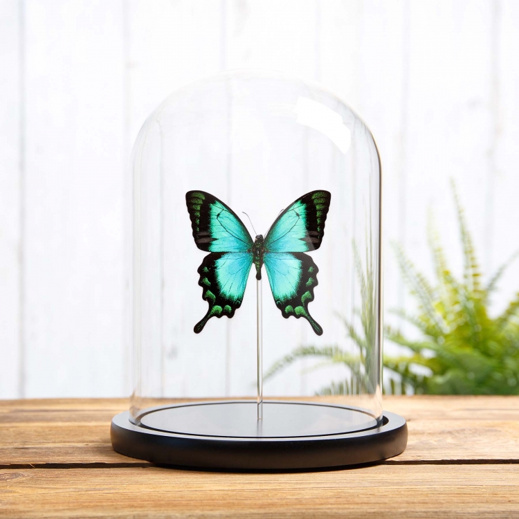 Sea Green Swallowtail In Glass Dome (Papilio lorquinianus)