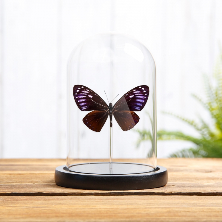 Rare Great Blue Mime In Glass Dome (Papilio paradoxa) Rare Great Blue Mime In Glass Dome (Papilio paradoxa)