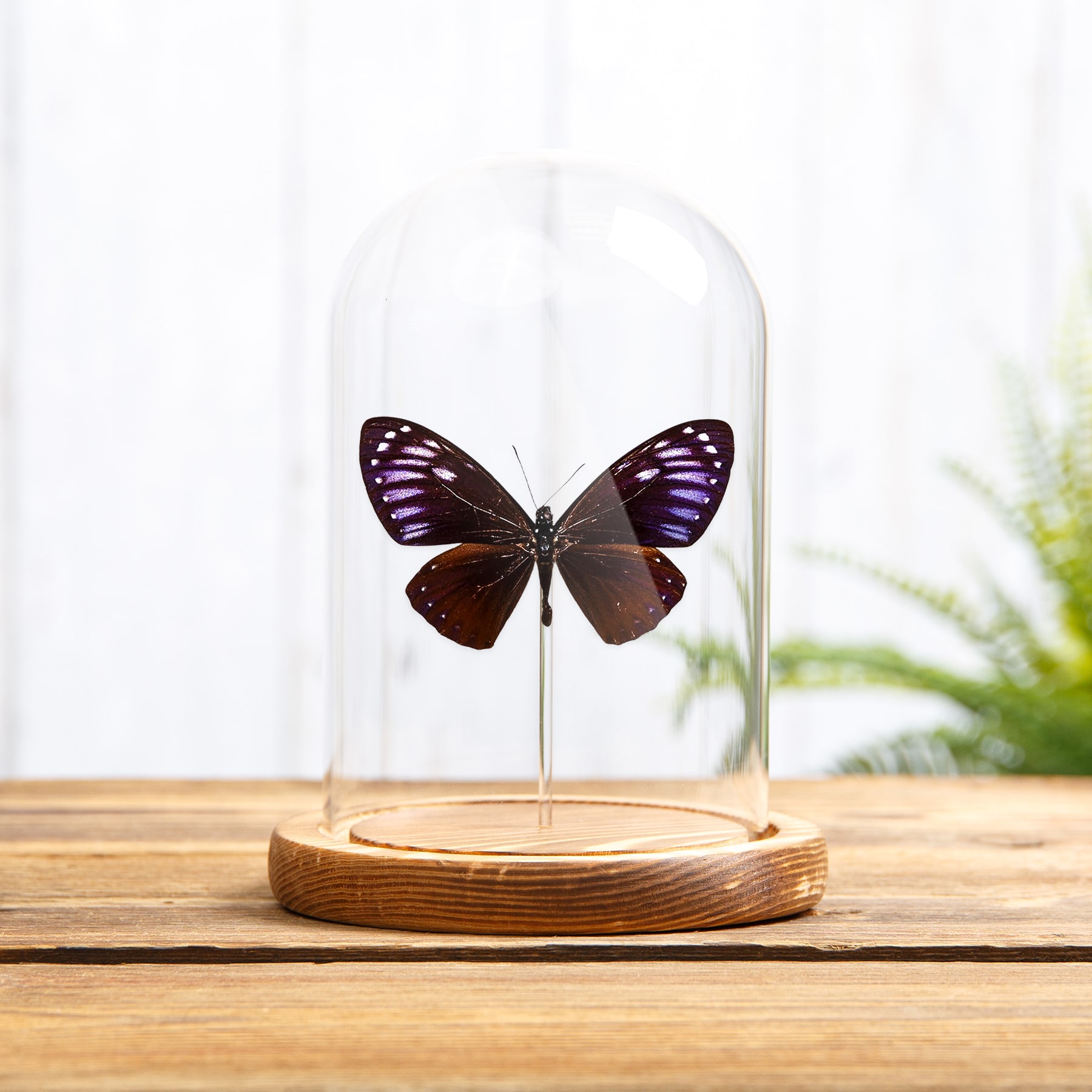 Rare Great Blue Mime In Glass Dome (Papilio paradoxa)
