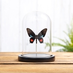 Minibeast Lysander Cattleheart In Glass Dome (Parides lysander brissonius)