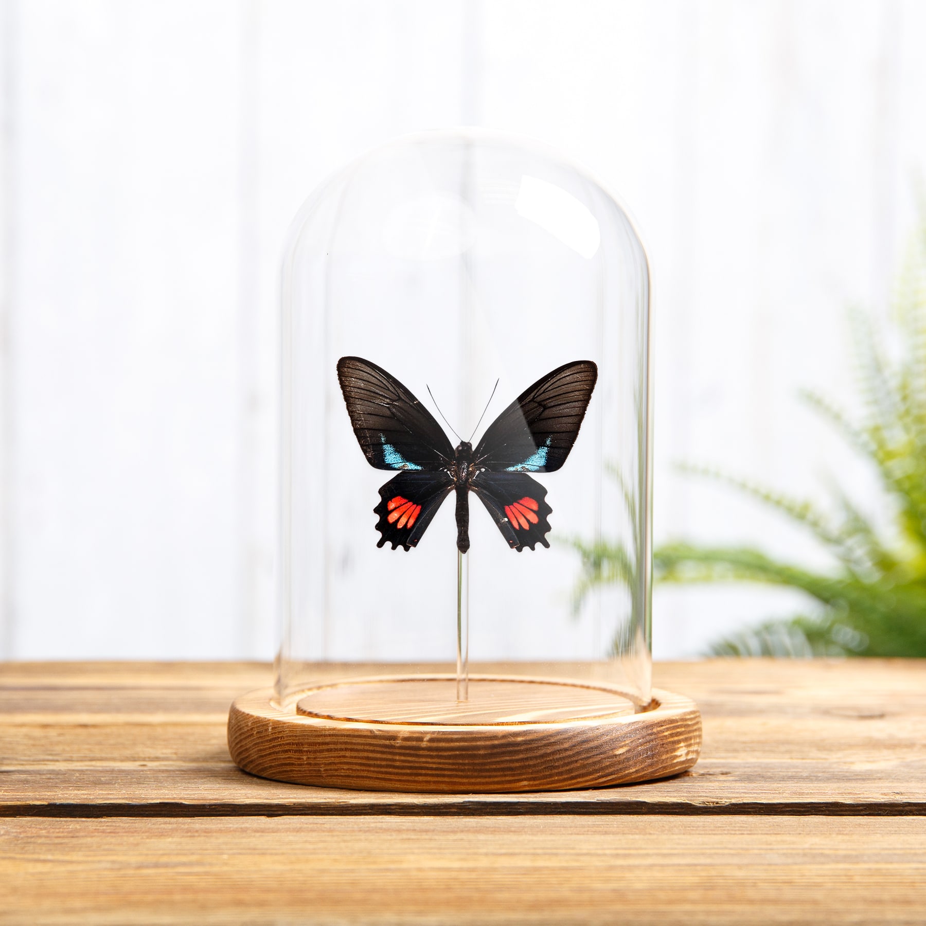 Lysander Cattleheart In Glass Dome (Parides lysander brissonius)