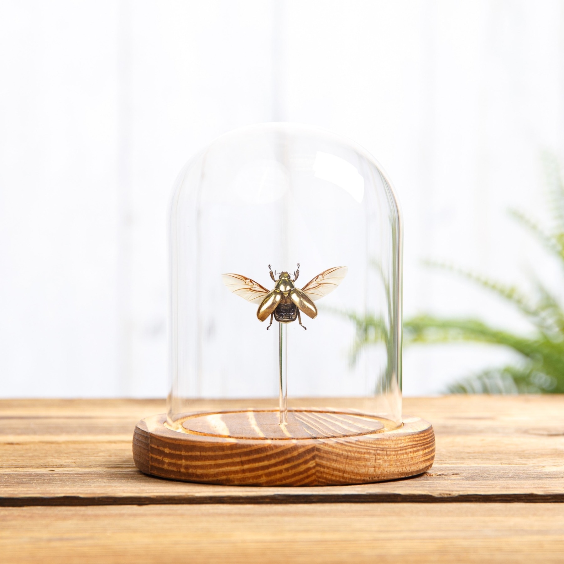 Golden Scarab Beetle With Wings Spread In Glass Dome (Chrysina resplendens)