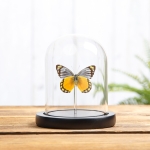Minibeast Delias melusina Butterfly In Glass Dome With Wooden Base From Sulawesi