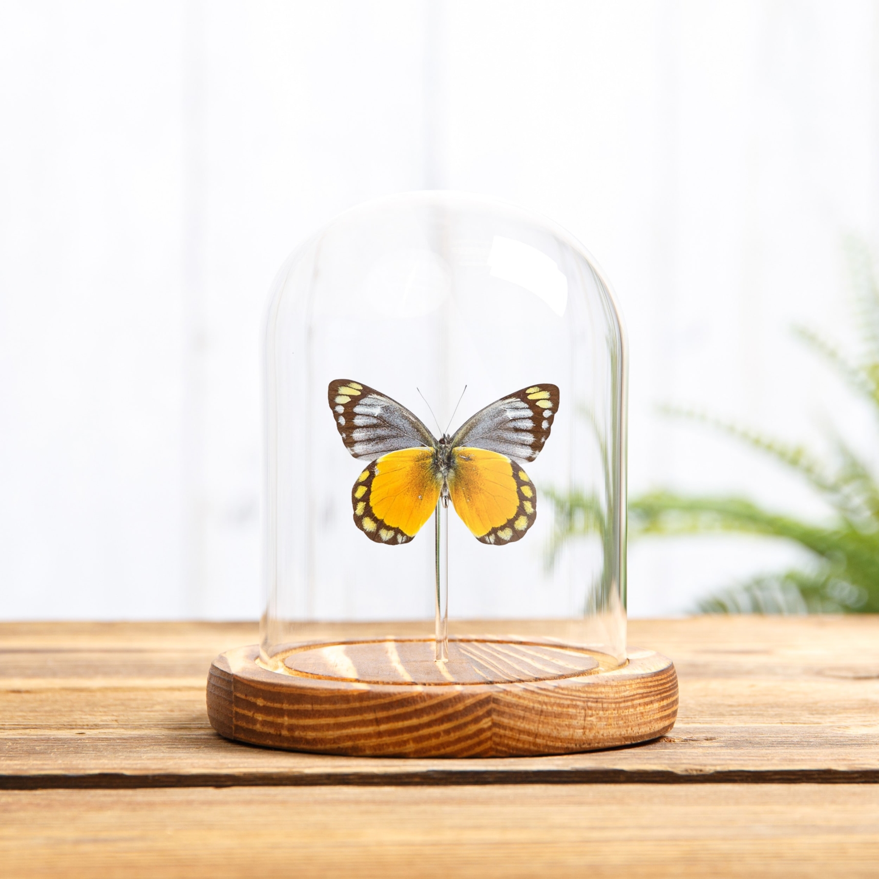 Delias melusina Butterfly In Glass Dome With Wooden Base From Sulawesi