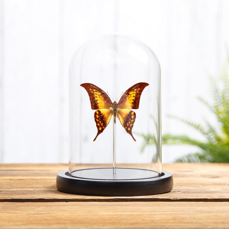 Yellow Gorgon Butterfly In Glass Dome With Wooden Base (Meandrusa payeni)