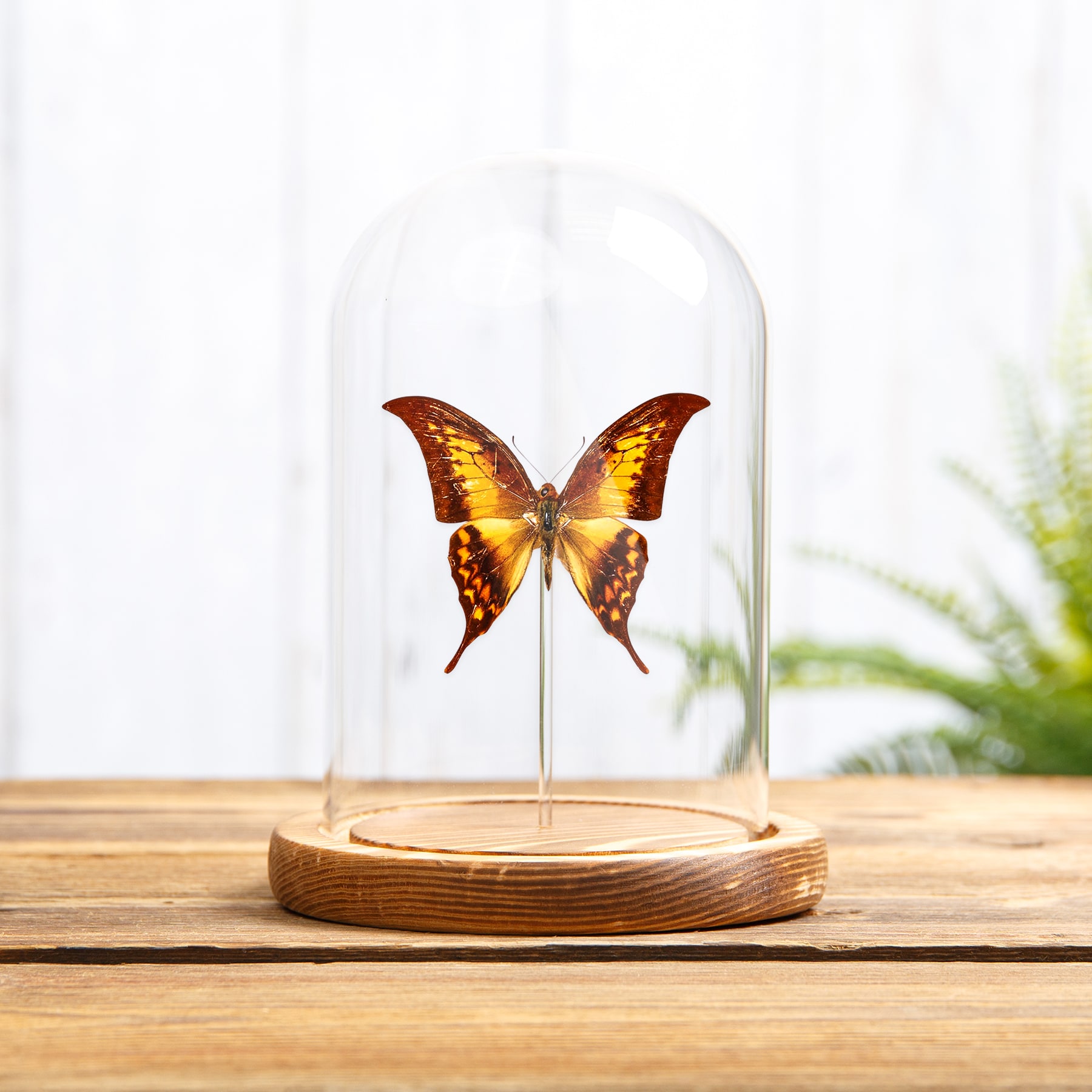 Yellow Gorgon Butterfly In Glass Dome With Wooden Base (Meandrusa payeni)
