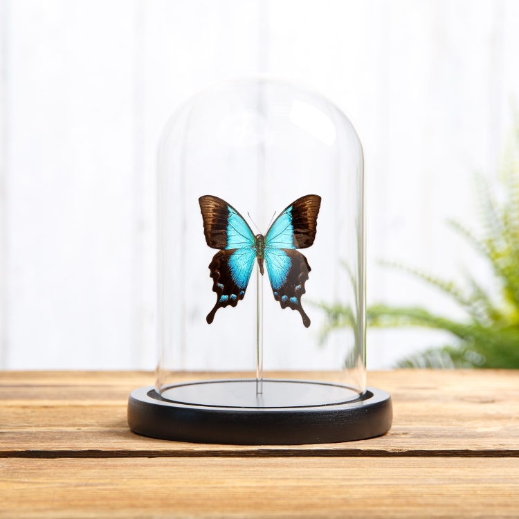 Tropical Swallowtail In Glass Dome (Papilio pericles)