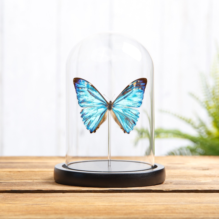 Zephyritis morpho Butterfly In Glass Dome With Wooden Base (Morpho zephyritis)
