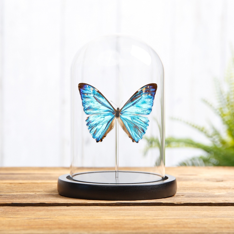 Zephyritis morpho Butterfly In Glass Dome With Wooden Base (Morpho zephyritis) Zephyritis morpho Butterfly In Glass Dome With Wooden Base (Morpho zephyritis)
