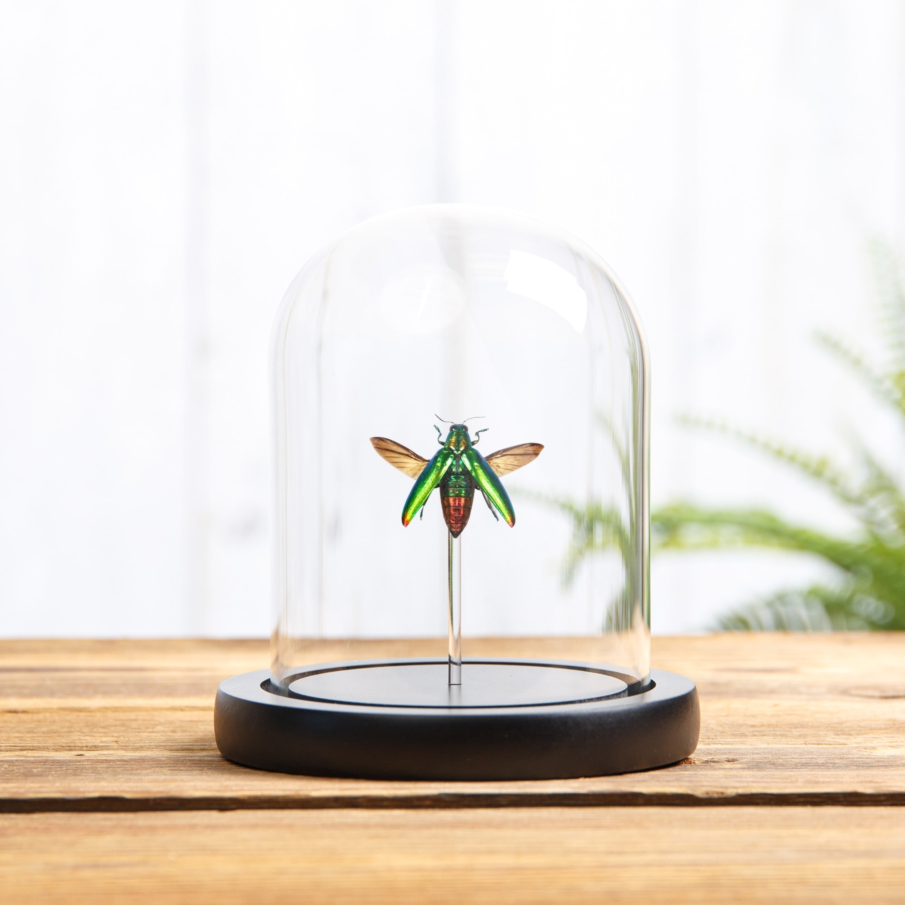Minibeast Jewel Beetle In Glass Dome With Wooden Base (Chrysochroa fulminans)