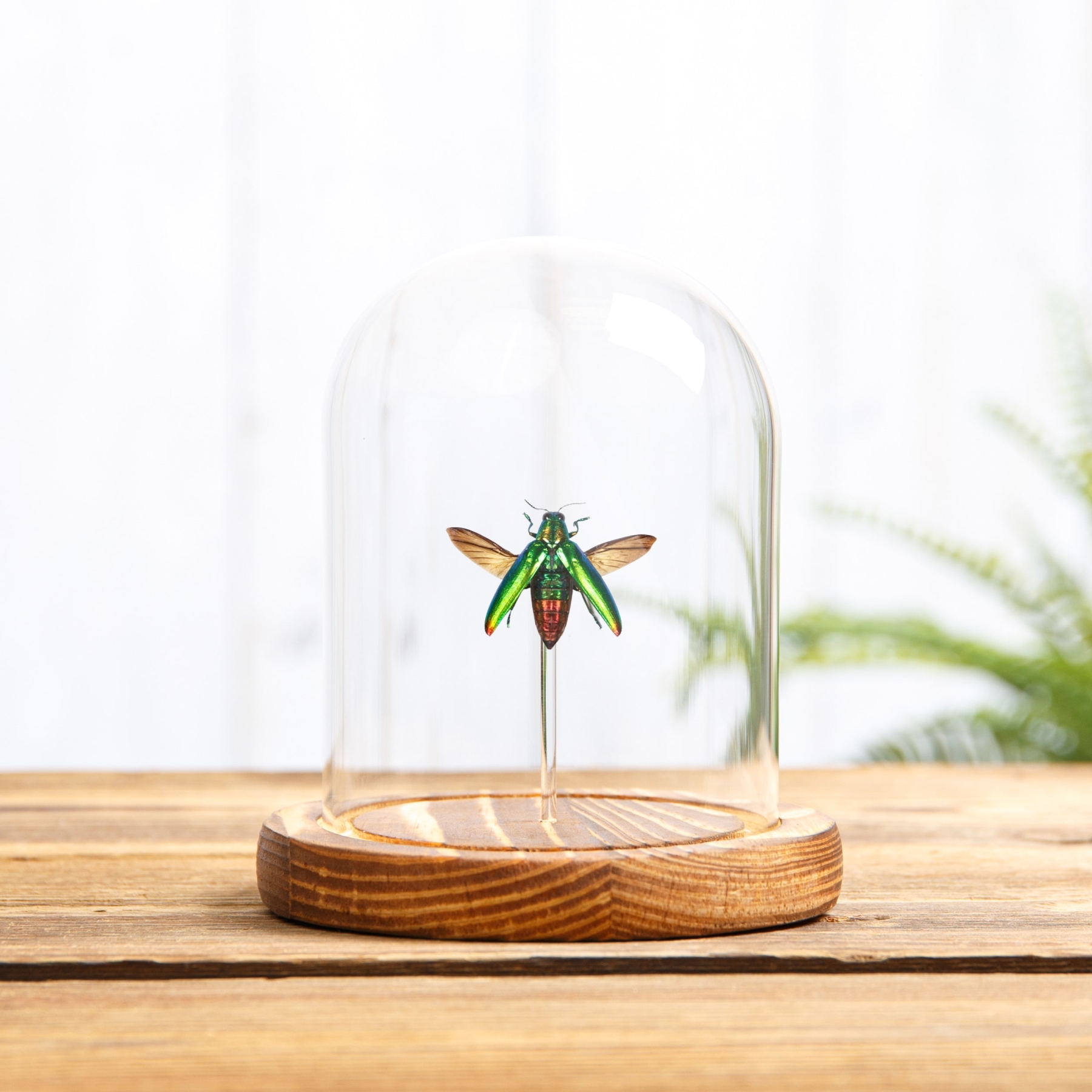 Minibeast Jewel Beetle In Glass Dome With Wooden Base (Chrysochroa fulminans)