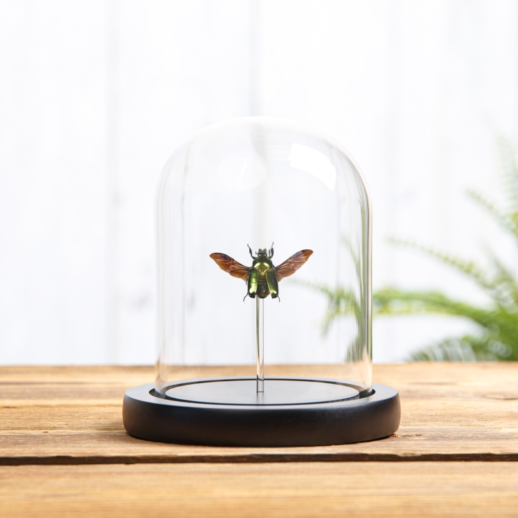 Asian Flower Beetle In Glass Dome With Wooden Base (Agestrata orichalca)