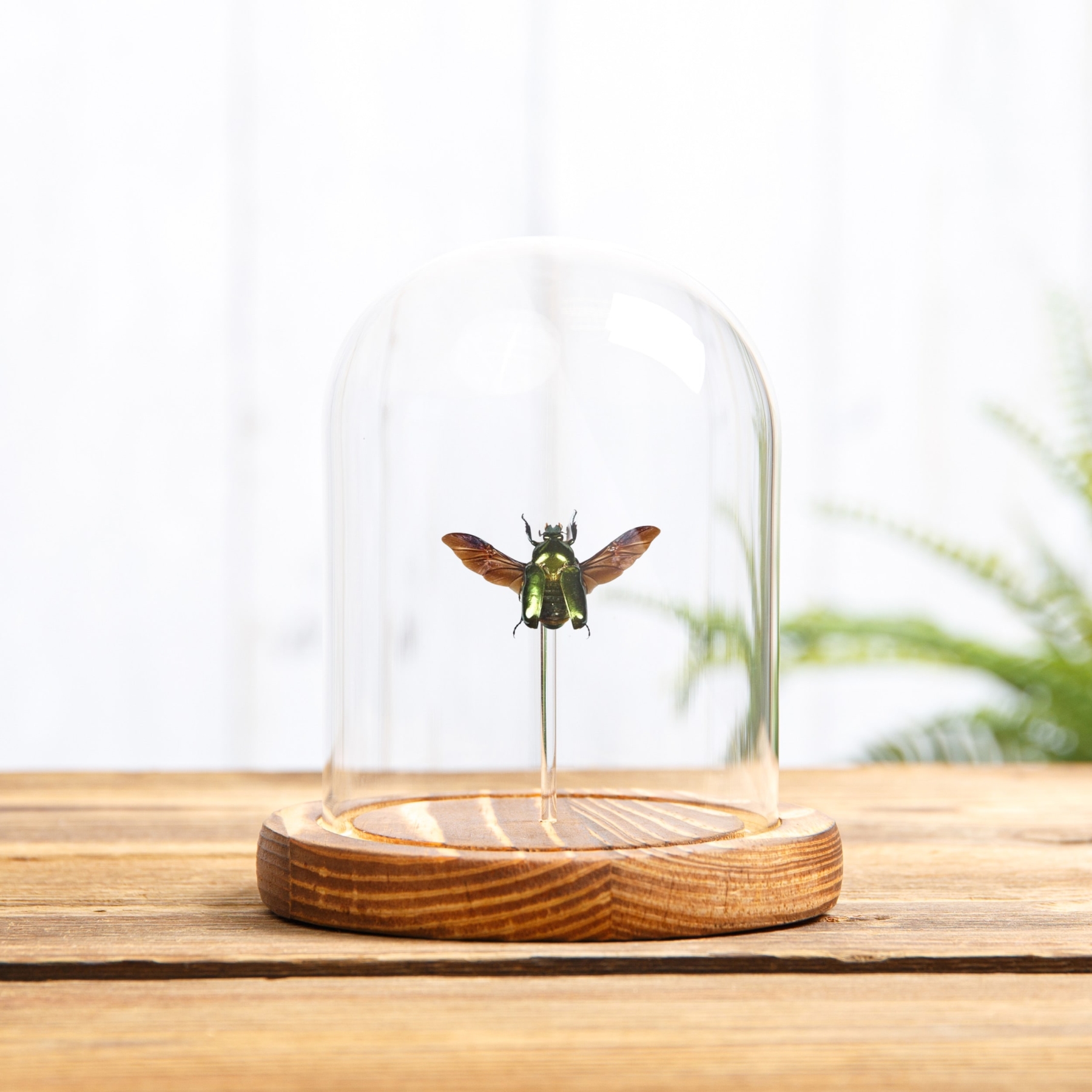 Asian Flower Beetle In Glass Dome With Wooden Base (Agestrata orichalca)