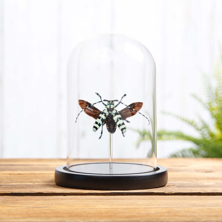 Mint Long-horn Beetle In Glass Dome With Wooden Base (Anoplophora birmanica) Mint Long-horn Beetle In Glass Dome With Wooden Base (Anoplophora birmanica)