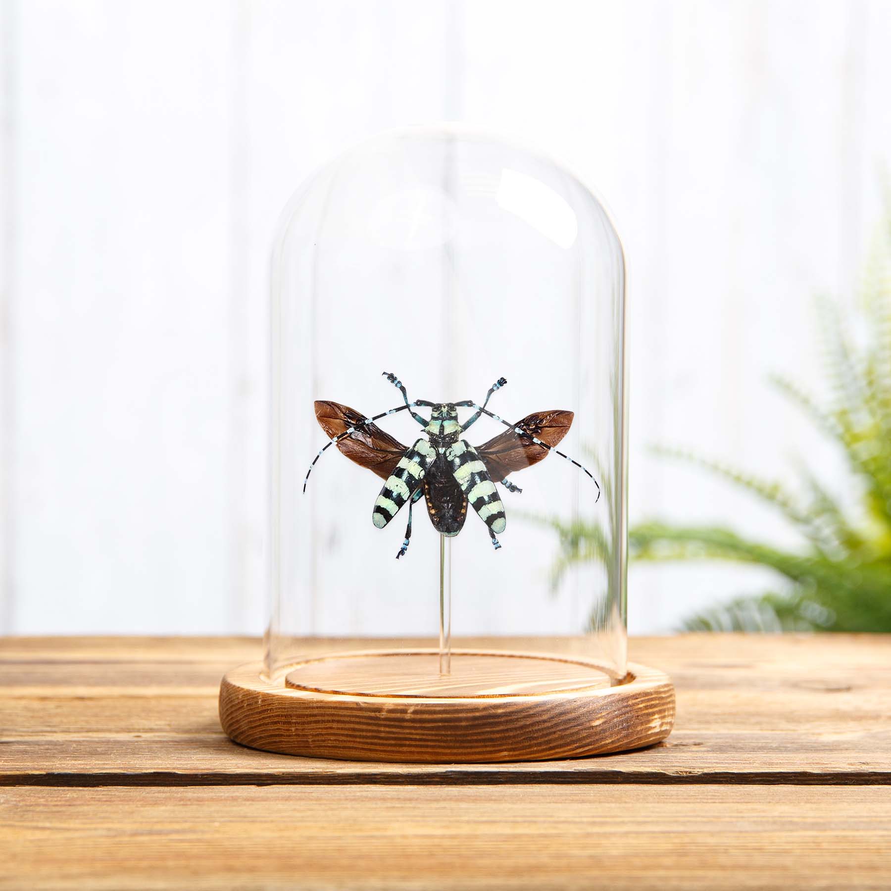 Minibeast Mint Long-horn Beetle In Glass Dome With Wooden Base (Anoplophora birmanica)