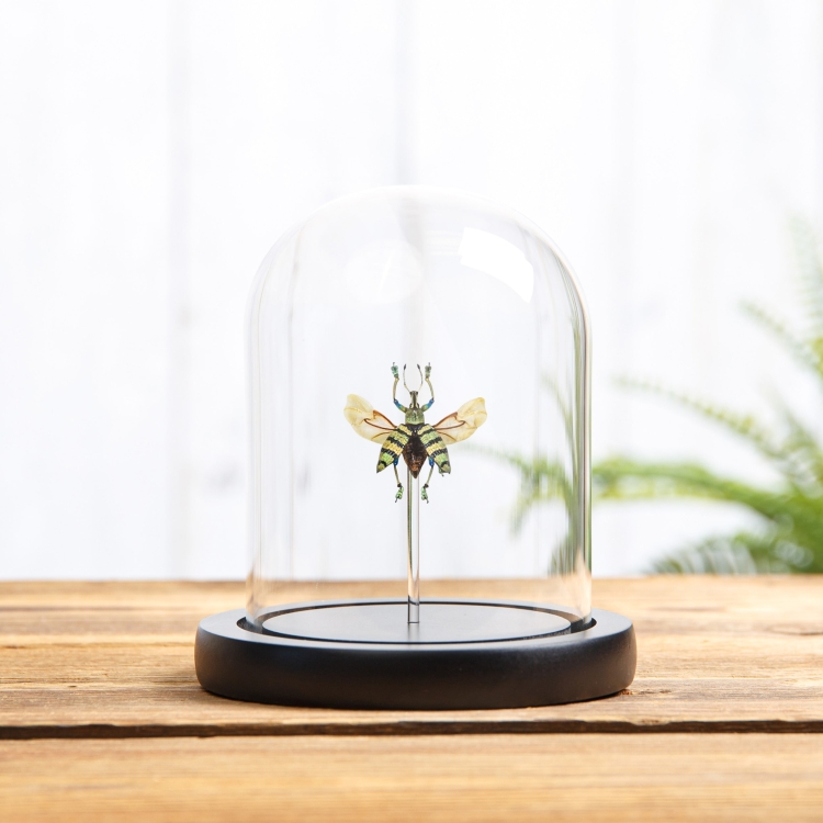 Blue Weevil Beetle In Glass Dome with Wooden Base(Eupholus schoenherrii)