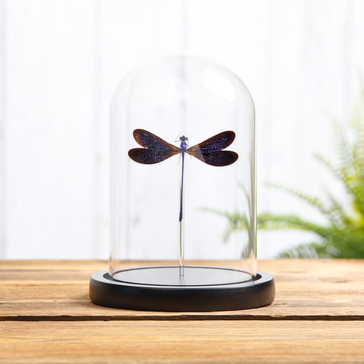 Damselfly In Glass Dome (Vestalis luctuosa)