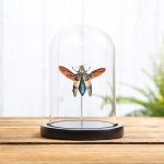 Minibeast Rainbow Wood-boring Beetle In Glass Dome With Wooden Base (Chrysochroa toulgeti)