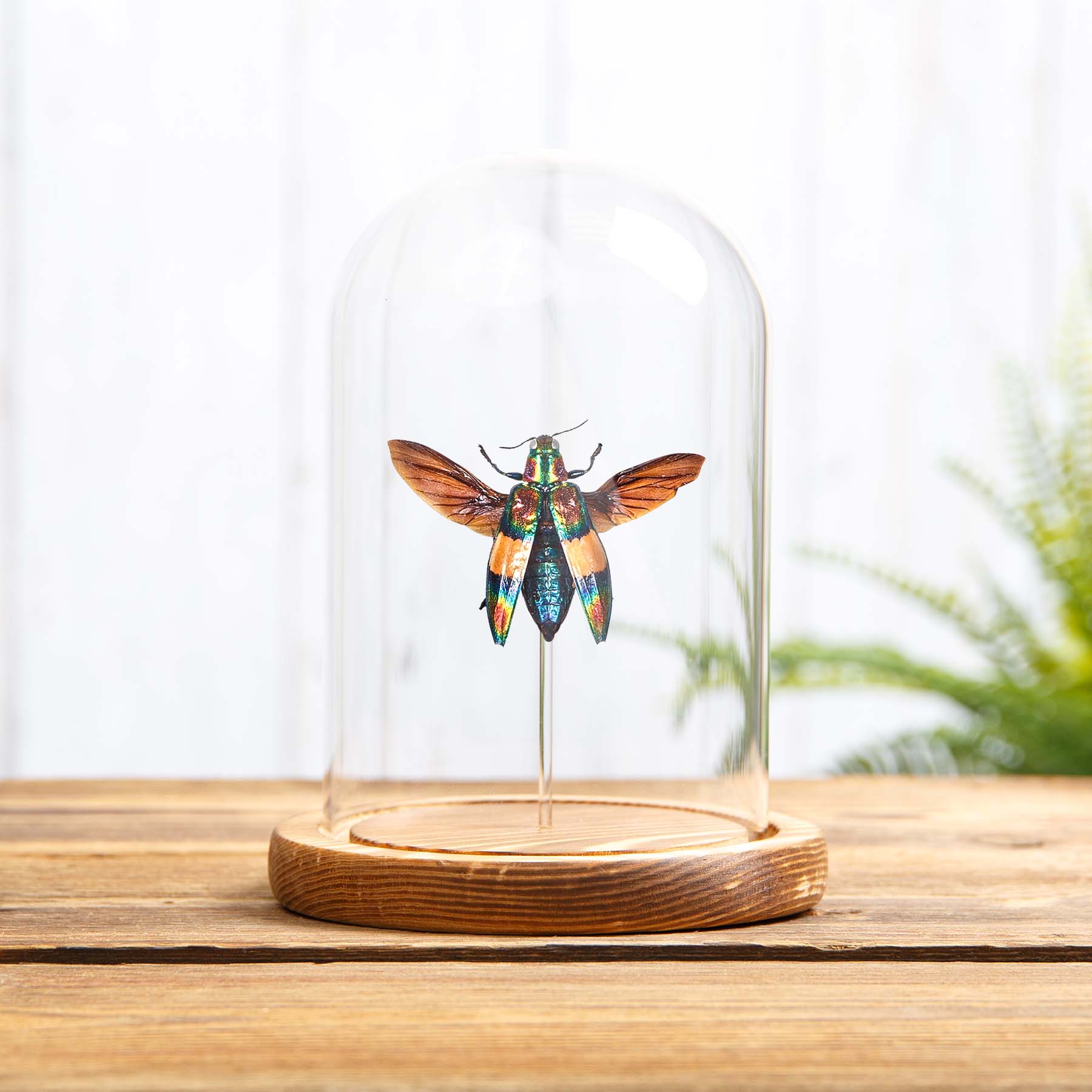 Rainbow Wood-boring Beetle In Glass Dome With Wooden Base (Chrysochroa toulgeti)