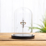 Minibeast Blue Stick Insect In Glass Dome With Wooden Base (Orthomeria versicolor)