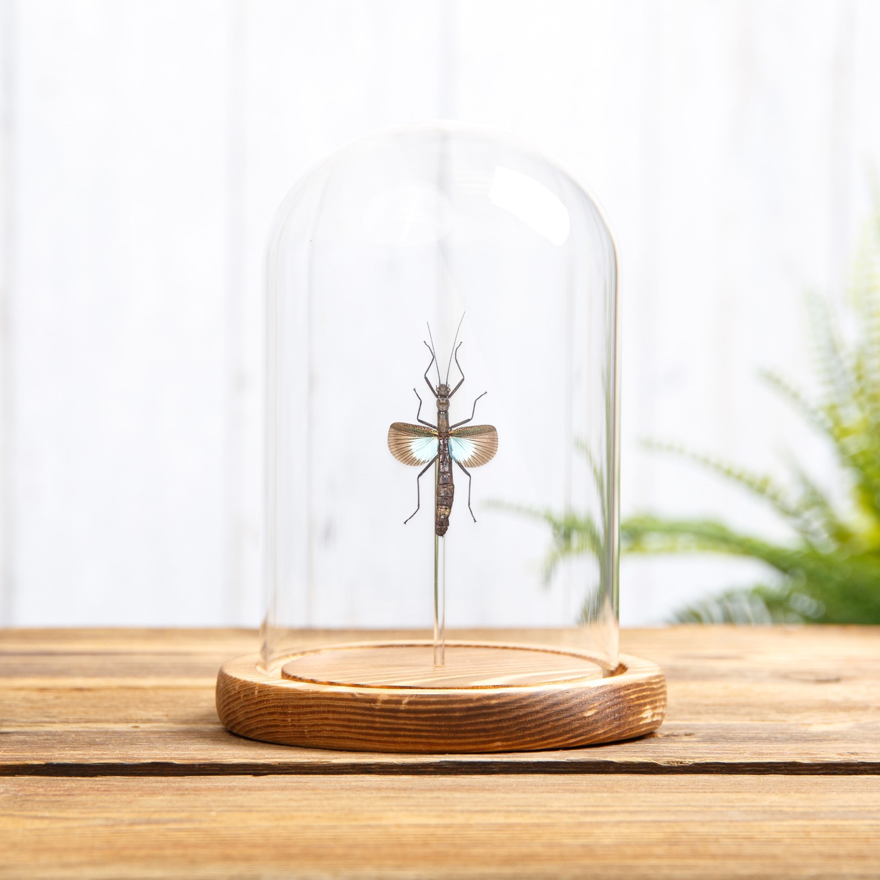 Blue Stick Insect In Glass Dome With Wooden Base (Orthomeria versicolor) Blue Stick Insect In Glass Dome With Wooden Base (Orthomeria versicolor)
