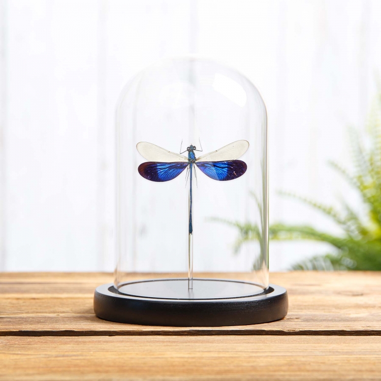 Great Blue Metalwing Damsefly In Glass Dome With Wooden Base (Neurobasis kaupi)