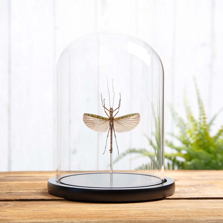 Black & Green Phasma Stick Insect In Glass Dome With Wooden Base (Aschiphasma annulipes) Black & Green Phasma Stick Insect In Glass Dome With Wooden Base (Aschiphasma annulipes)