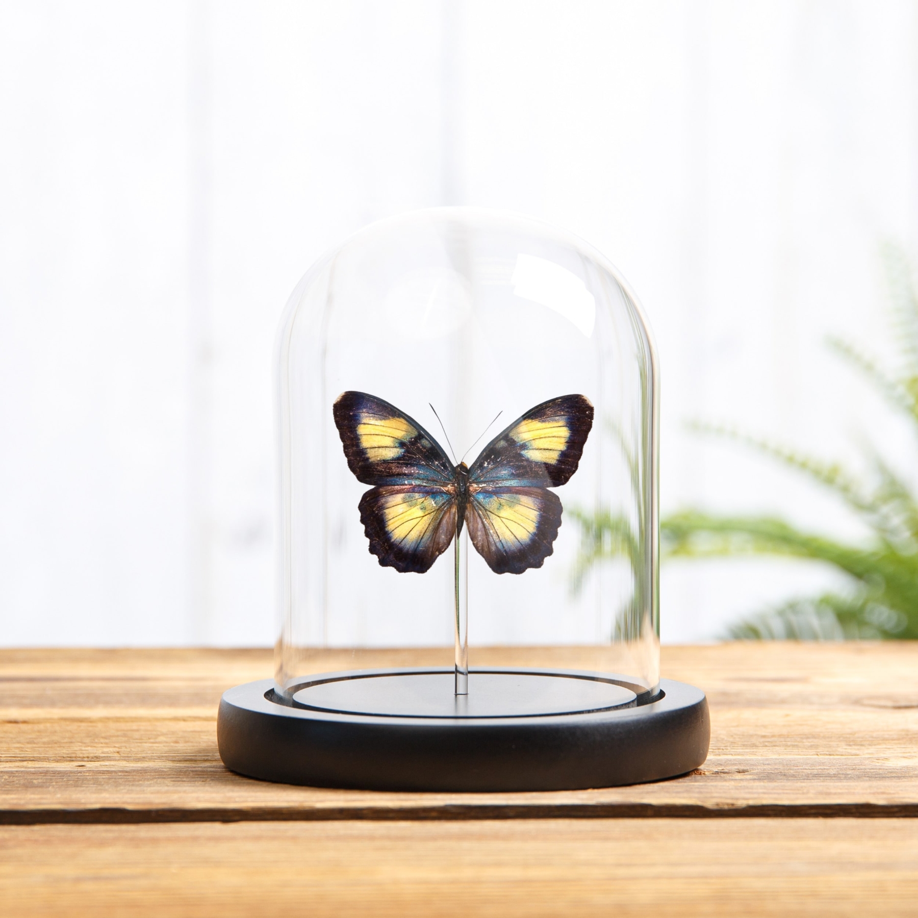 Minibeast Farfalla Forester di Crocker in Campana di Vetro con Base in Legno (Euphaedra crockeri)
