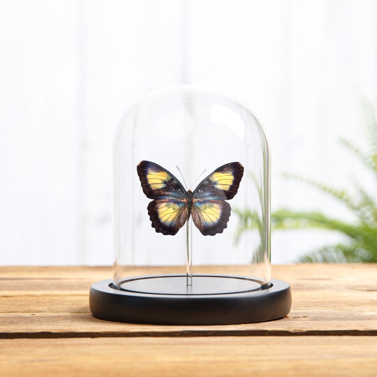 Crocker's Forester Butterfly In Glass Dome With Wooden Base (Euphaedra crockeri)