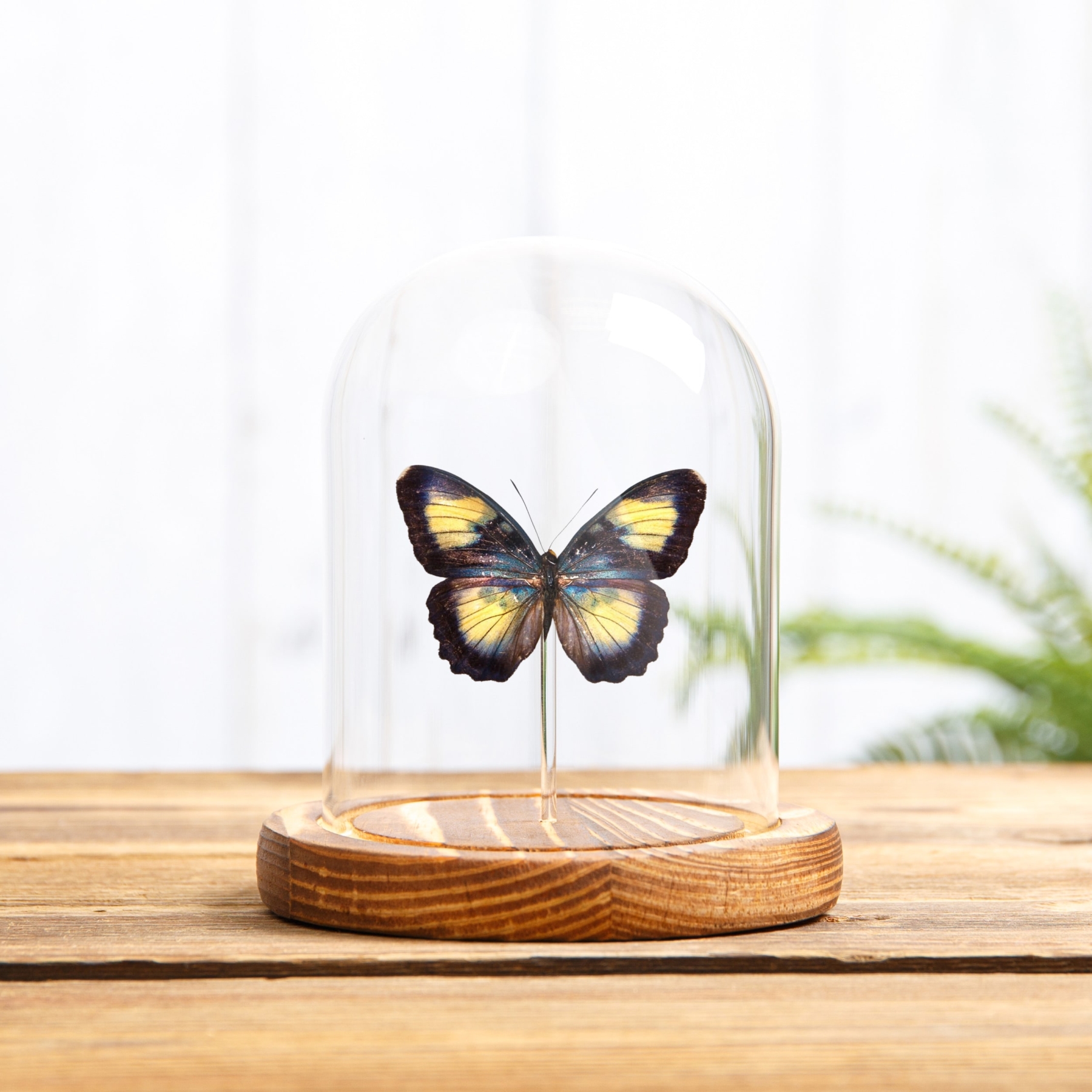 Minibeast Farfalla Forester di Crocker in Campana di Vetro con Base in Legno (Euphaedra crockeri)