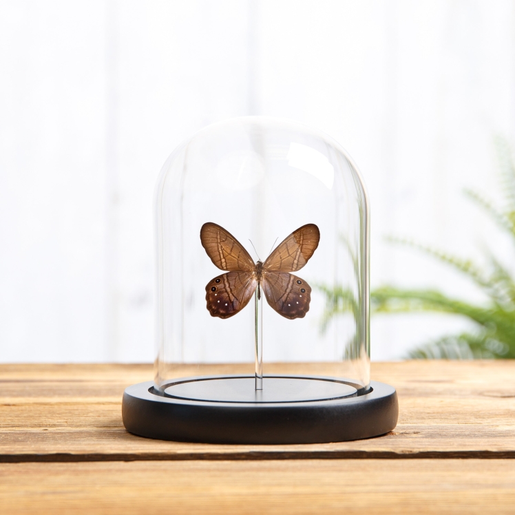 Lena Pierella Butterfly In Glass Dome With Wooden Base (Pierella lena)