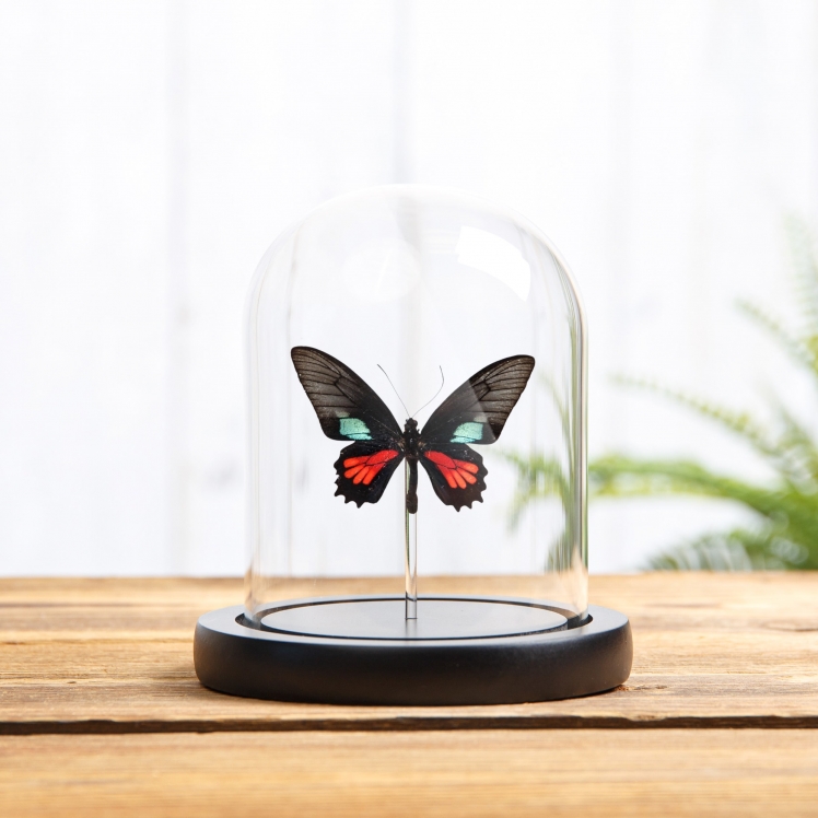 Spear-Winged Cattleheart Butterfly In Glass Dome With Wooden Base (Parides neophilus) Spear-Winged Cattleheart Butterfly In Glass Dome With Wooden Base (Parides neophilus)