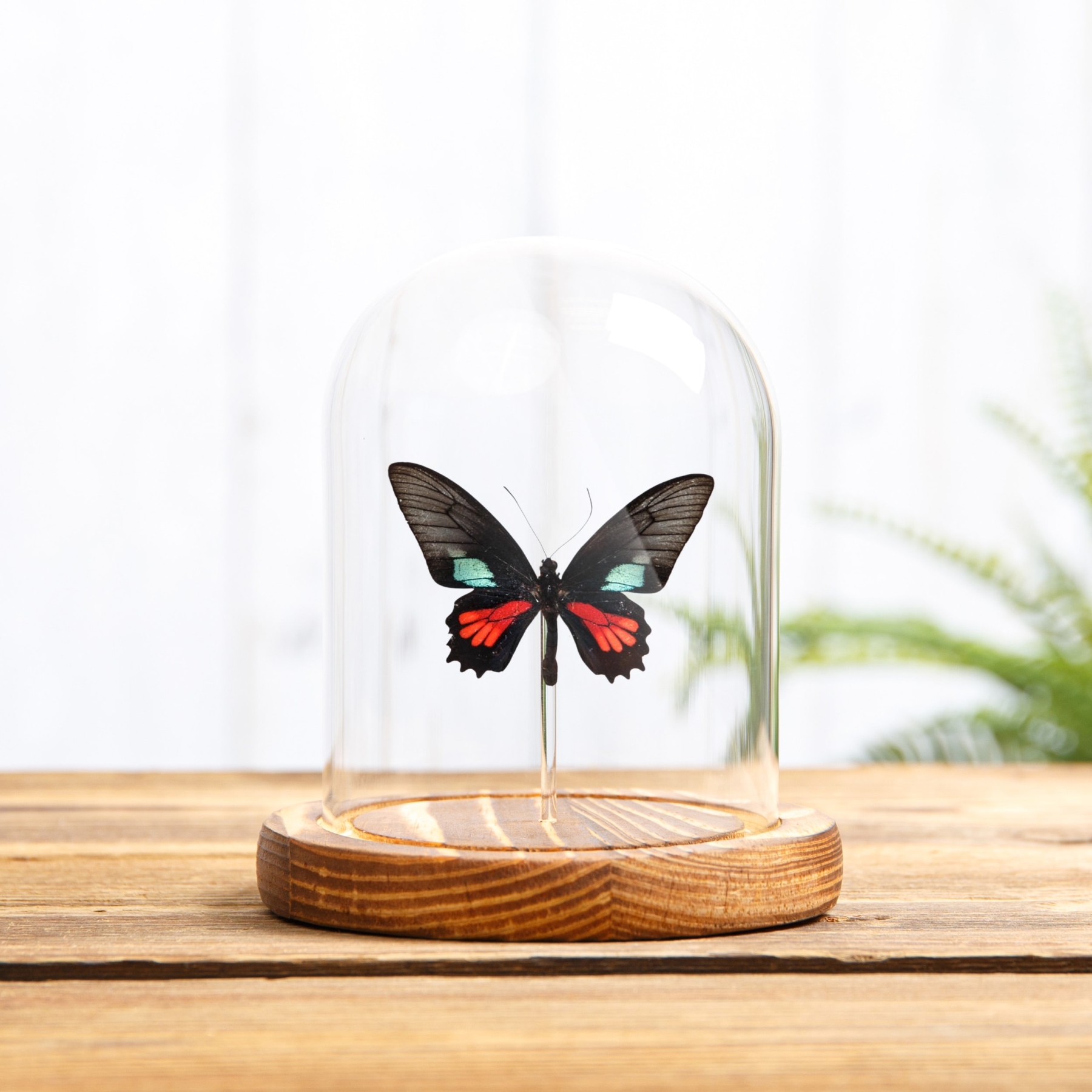 Spear-Winged Cattleheart Butterfly In Glass Dome With Wooden Base (Parides neophilus)