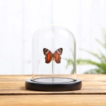 Minibeast Red Peacock Butterfly In Glass Dome With Wooden Base (Anartia amathea)