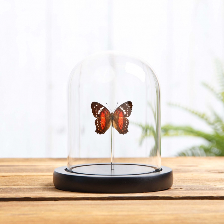Red Peacock Butterfly In Glass Dome With Wooden Base (Anartia amathea) Red Peacock Butterfly In Glass Dome With Wooden Base (Anartia amathea)