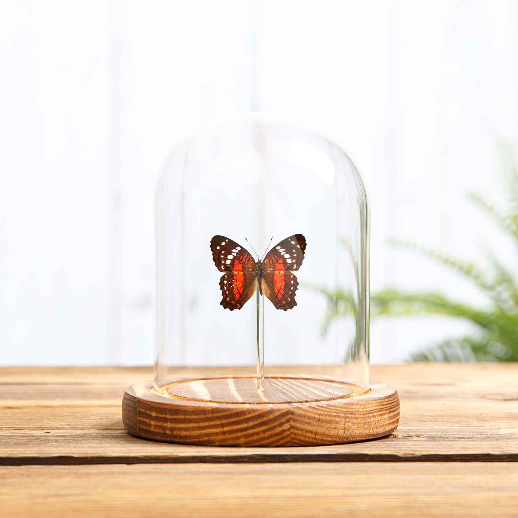 Red Peacock Butterfly In Glass Dome With Wooden Base (Anartia amathea) Red Peacock Butterfly In Glass Dome With Wooden Base (Anartia amathea)