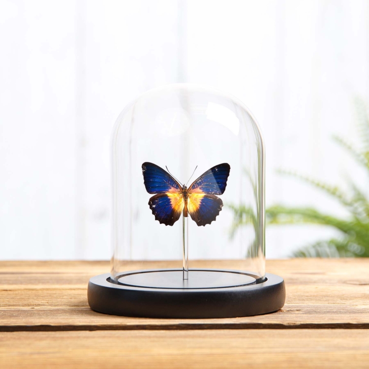 Lacewing Butterfly In Glass Dome With Wooden Base (Cethosia lamarcki)