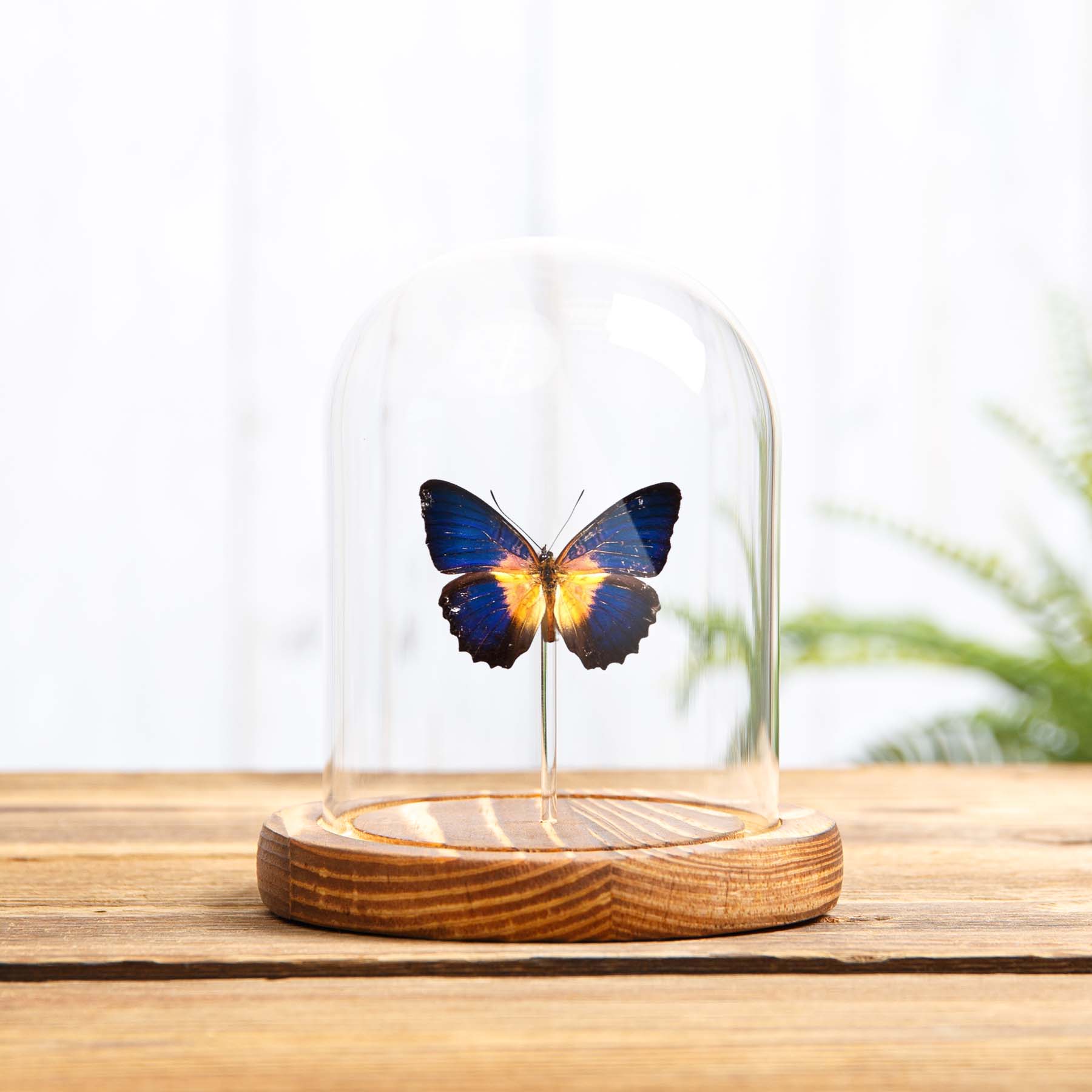 Minibeast Lacewing Butterfly In Glass Dome With Wooden Base (Cethosia lamarcki)