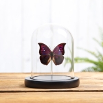 Minibeast Purple Mimic Butterfly In Glass Dome With Wooden Base (Anaea tyrianthina)