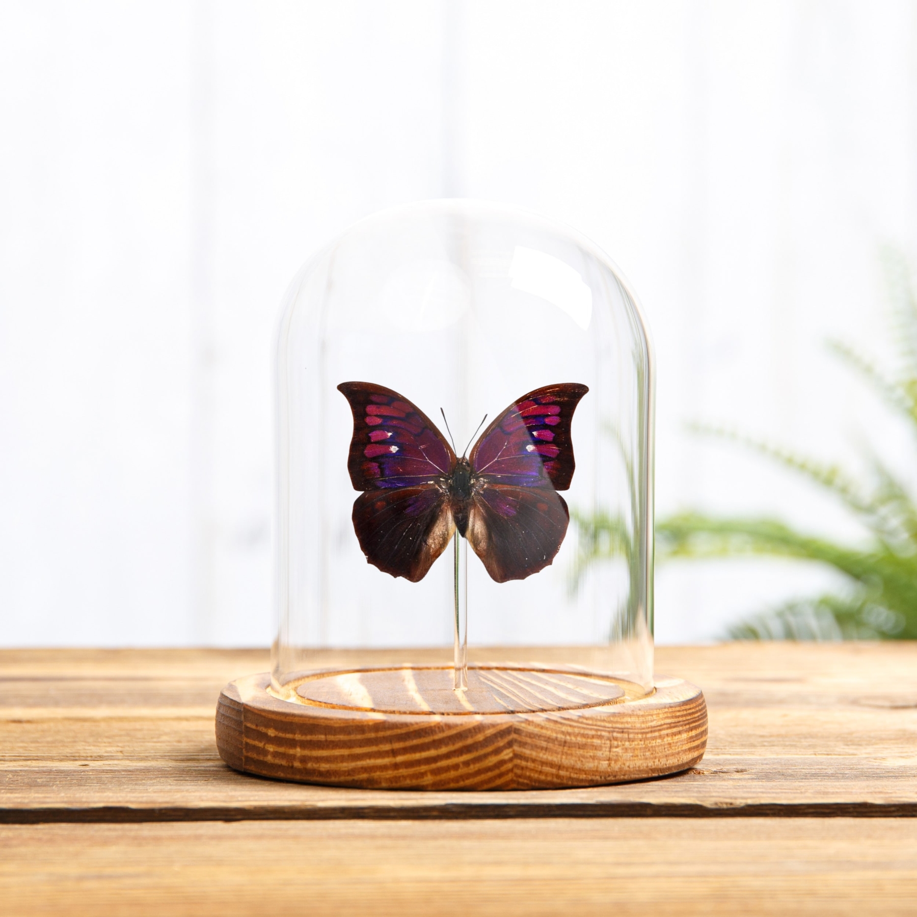 Purple Mimic Butterfly In Glass Dome With Wooden Base (Anaea tyrianthina)