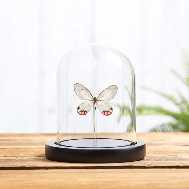 Pyropina Phantom Butterfly In Glass Dome With Wooden Base (Cithaerias pyropina)