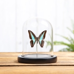 Minibeast Blue Triangle Butterfly In Glass Dome With Wooden Base (Graphium sarpedon)