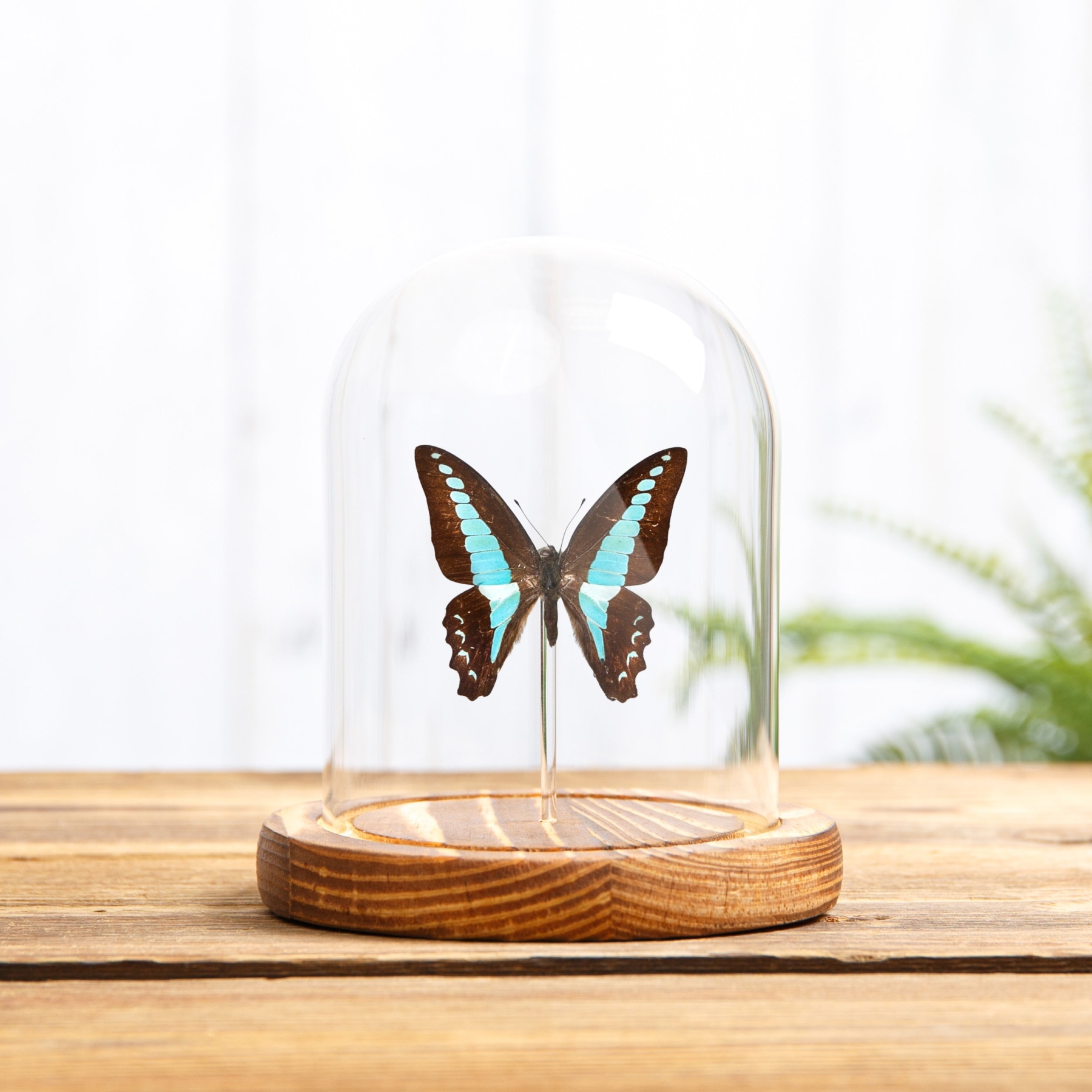 Blue Triangle Butterfly In Glass Dome With Wooden Base (Graphium sarpedon)