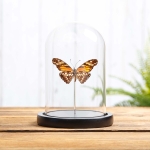 Minibeast Juno Silverspot Butterfly In Glass Dome (Dione june)