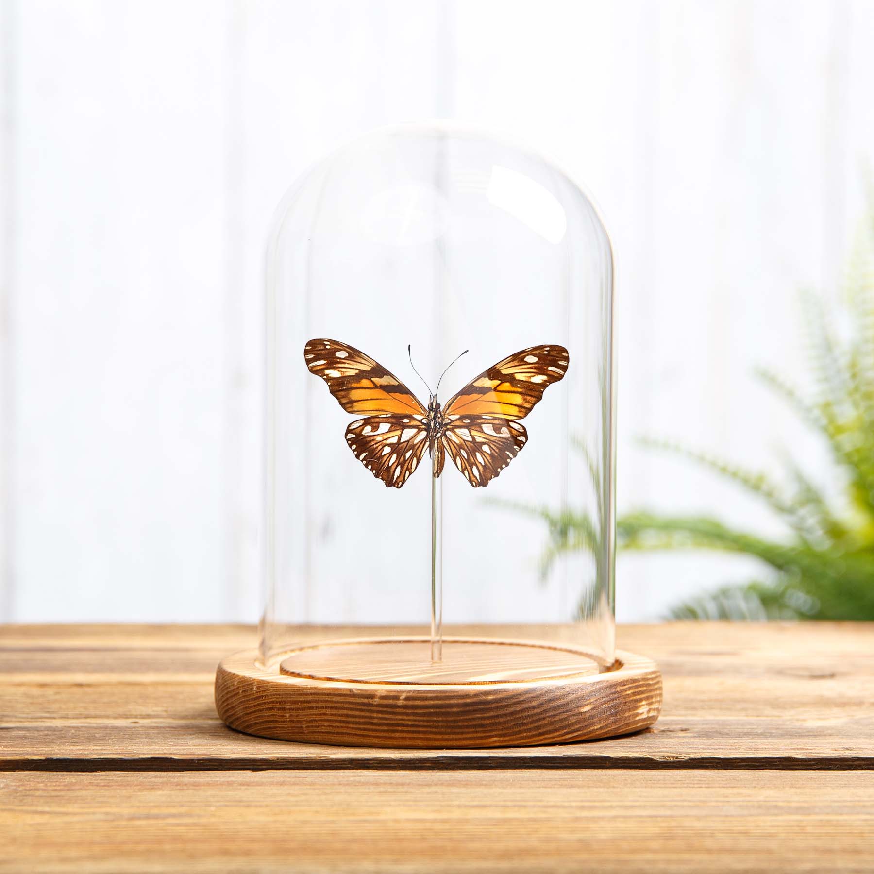 Juno Silverspot Butterfly In Glass Dome (Dione june)