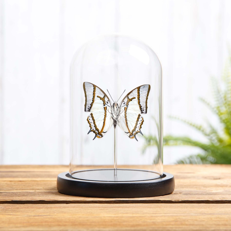 The Great Nawab Ventral Side Butterfly Ventral Side In Glass Dome With Wooden Base (Polyura eudamippus)
