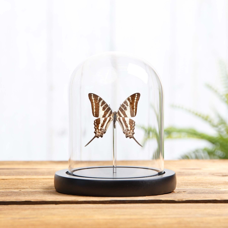 ChaIn Swordtail Butterfly In Glass Dome With Wooden Base (Graphium aristeus)